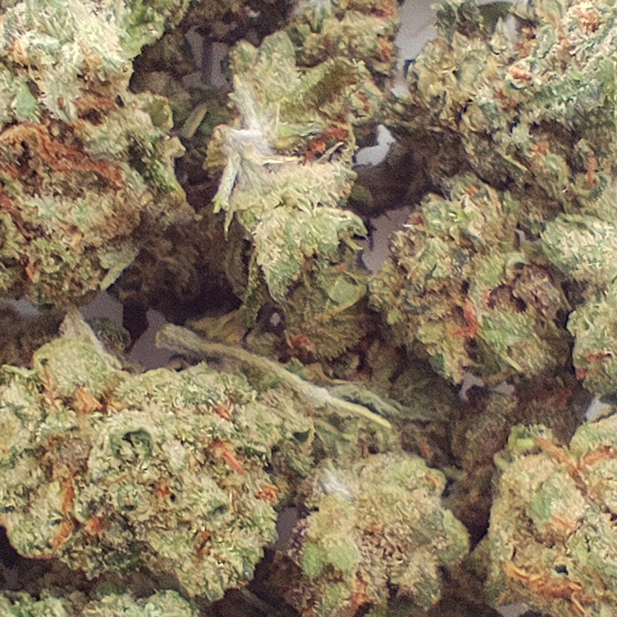 Flor de 10-OH BLUE MAGIC small Buds 15-20% 10-OH