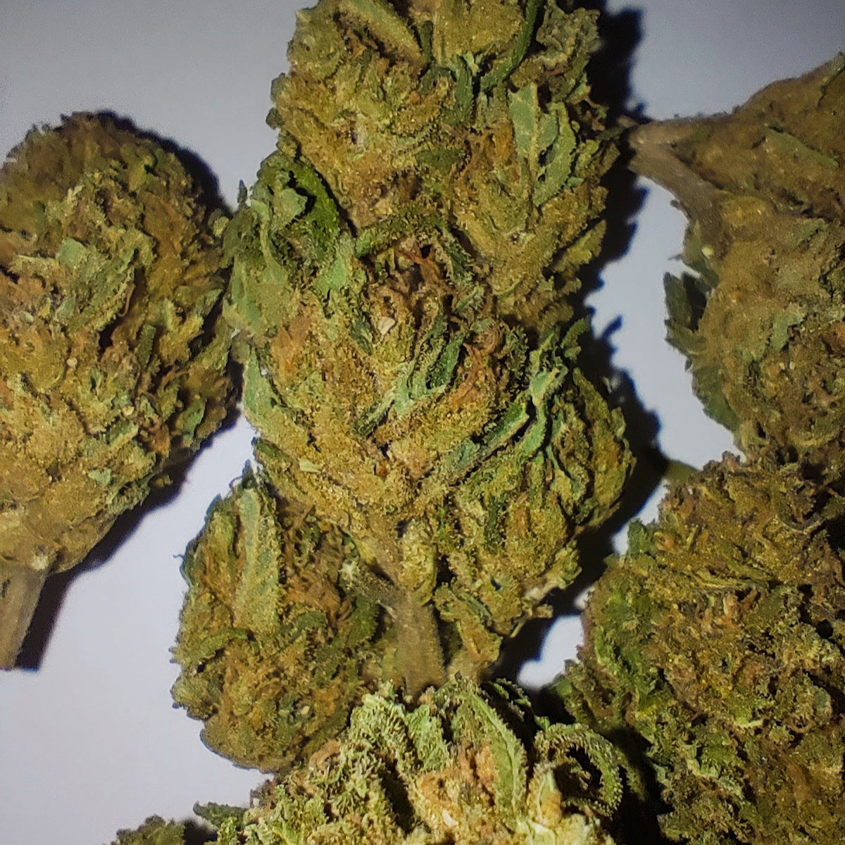 Flor de CBD Galleta 15% CBD