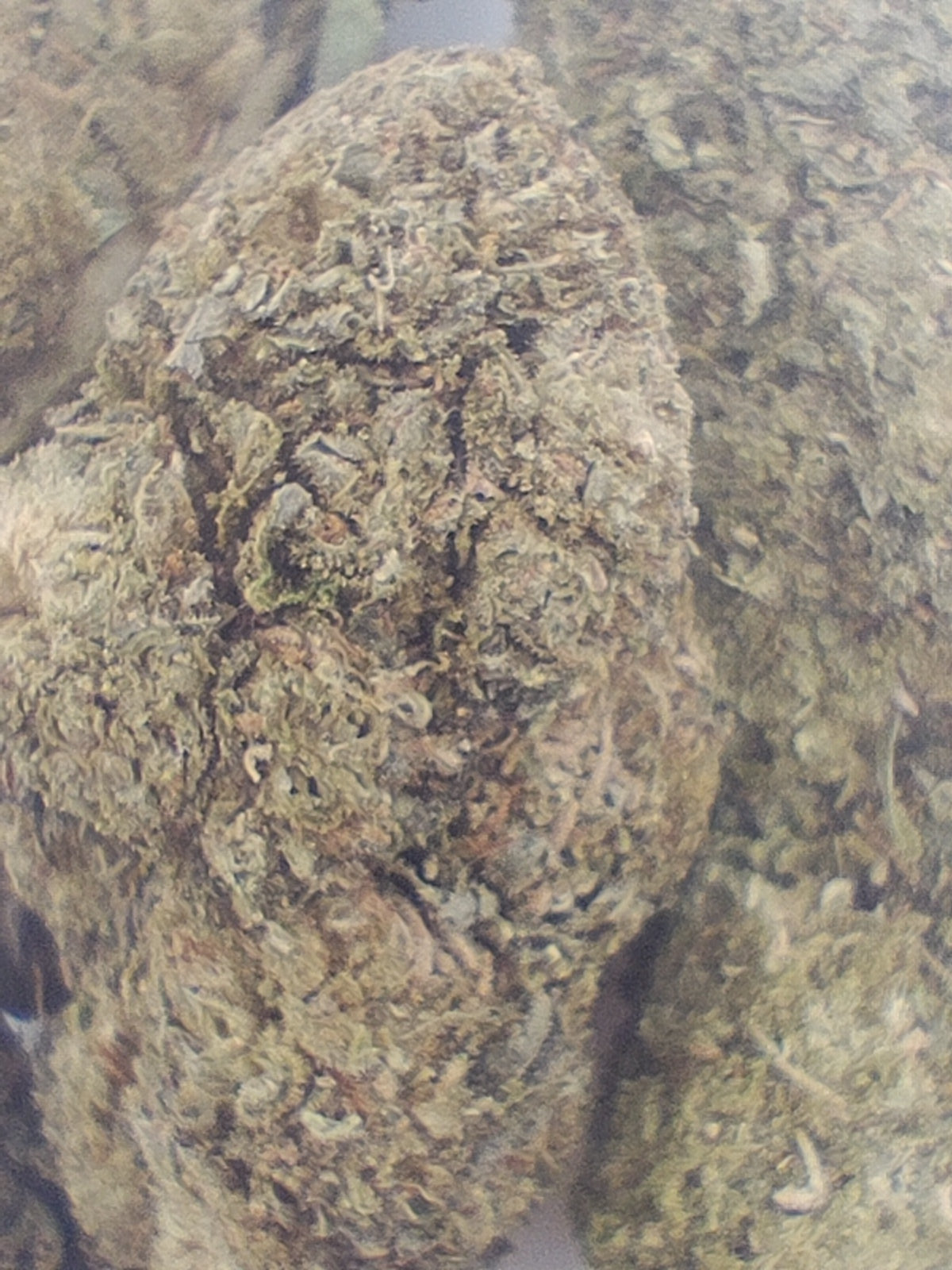 Flor de 10-OH GORILLA 15-25% 10-OH