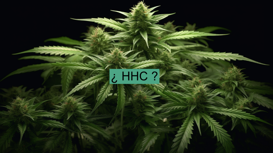 Qué es el HHC ?