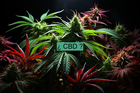 Qué es el CDB ?