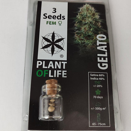SEMILLAS GELATO FEMINIZADA