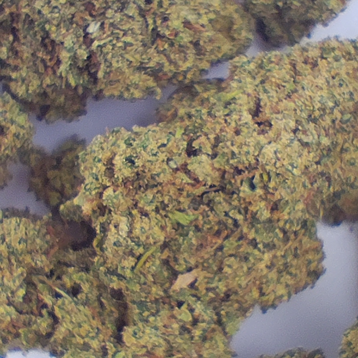 Flor De CBD MANGO 15-18% CBD