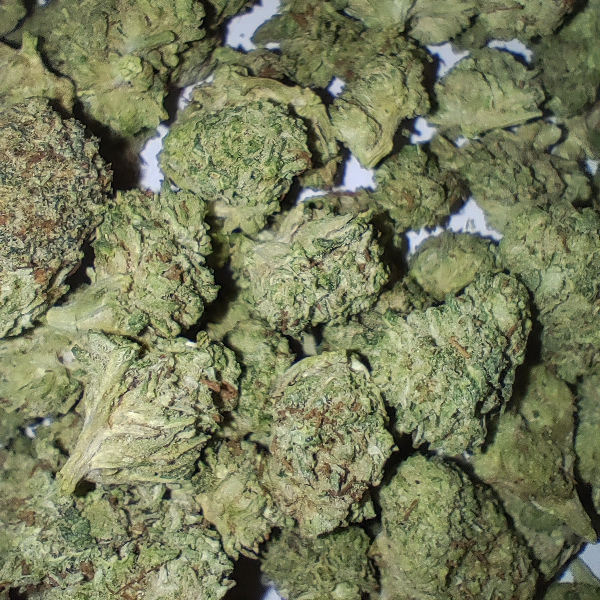 Flor de D10 ROYAL DWARF 50% D10